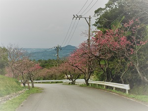 本部町八重岳の桜まつりに行ってきました♪